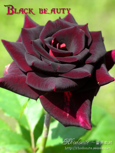 Rhodonite 薔薇軌跡 ブラックビューティ 黒バラの美